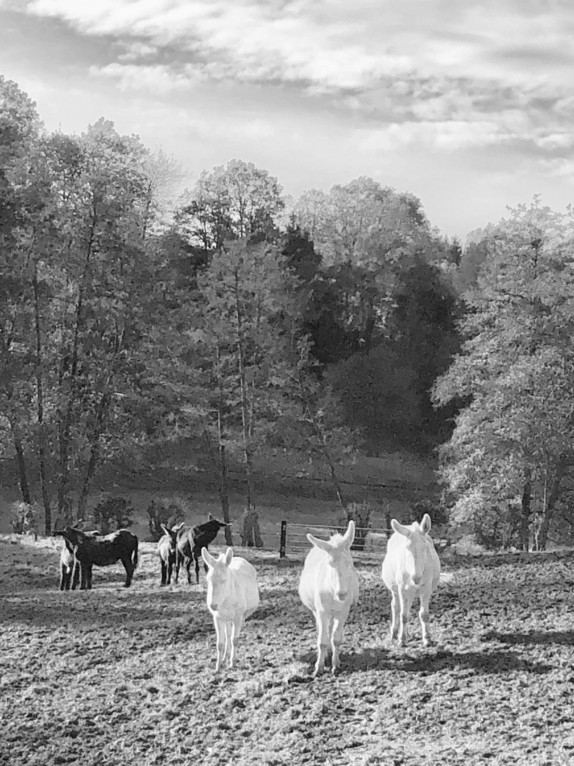 S/W Bild - Landschaft mit Eseln
