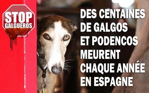 Lévriers Galgos