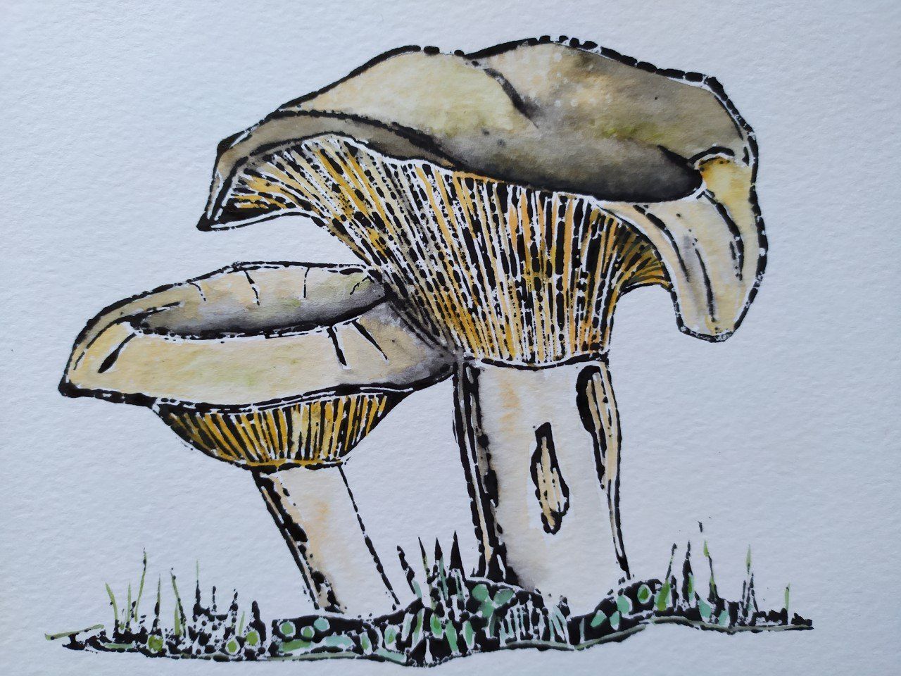 Lactarius deliciosus by artist Jacqueline Savidge, artists on Hydra Island Greece.