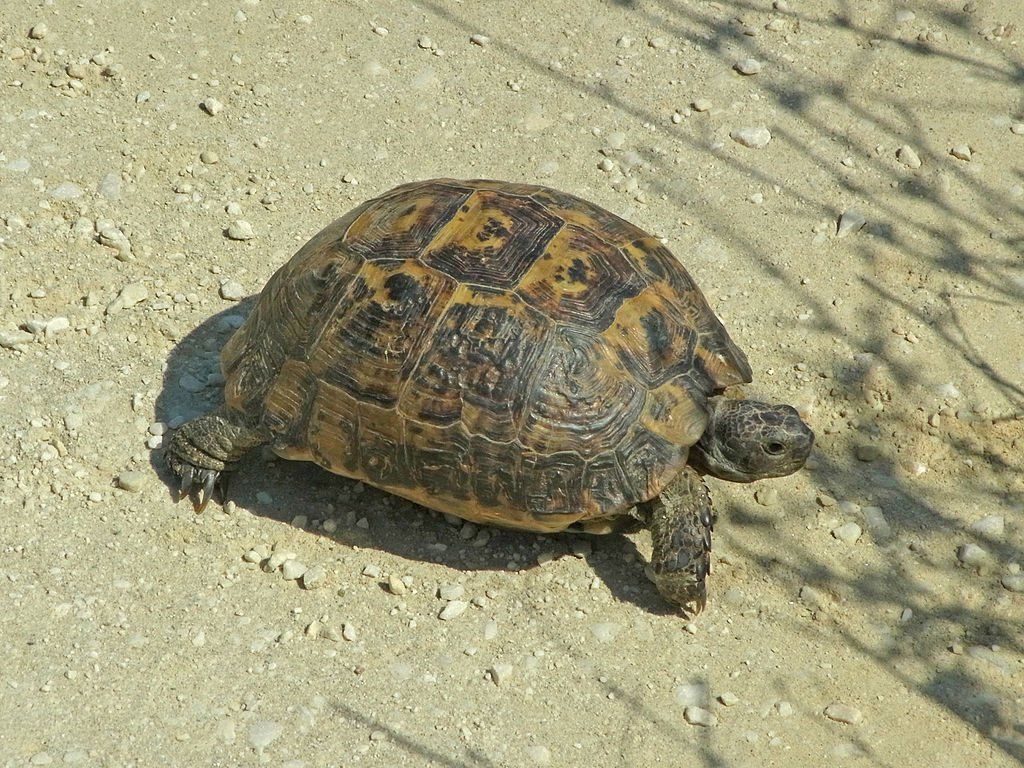 Greek tortoise on Hydra Island Greece