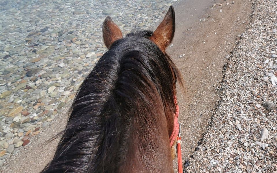 Sera one of the horses you can ride with on a horse trek with Harriet's Hydra Horses on Hydra Island Greece.
