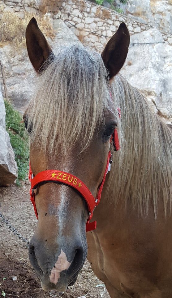 Zeus one of the horses you can ride with on a horse trek with Harriet's Hydra Horses on Hydra Island Greece.