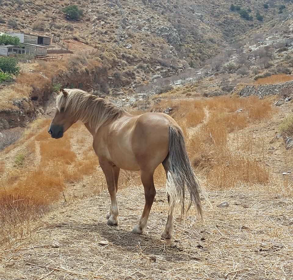Zeus one of the horses you can ride with on a horse trek with Harriet's Hydra Horses on Hydra Island Greece.