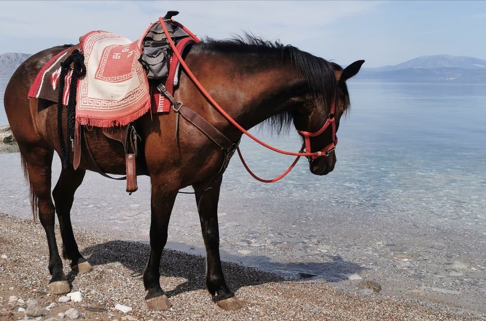 Sera one of the horses you can ride with on a horse trek with Harriet's Hydra Horses on Hydra Island Greece.