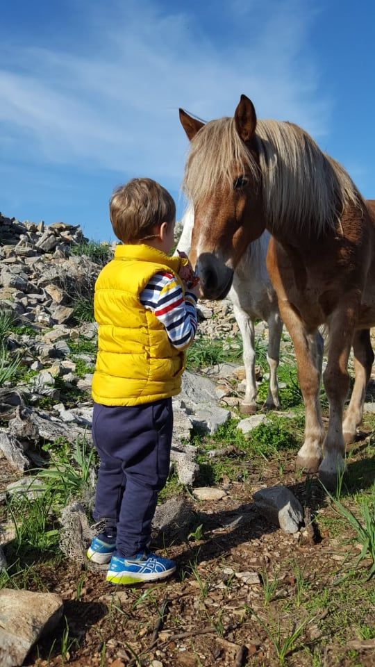 Zeus one of the horses you can ride with on a horse trek with Harriet's Hydra Horses on Hydra Island Greece.