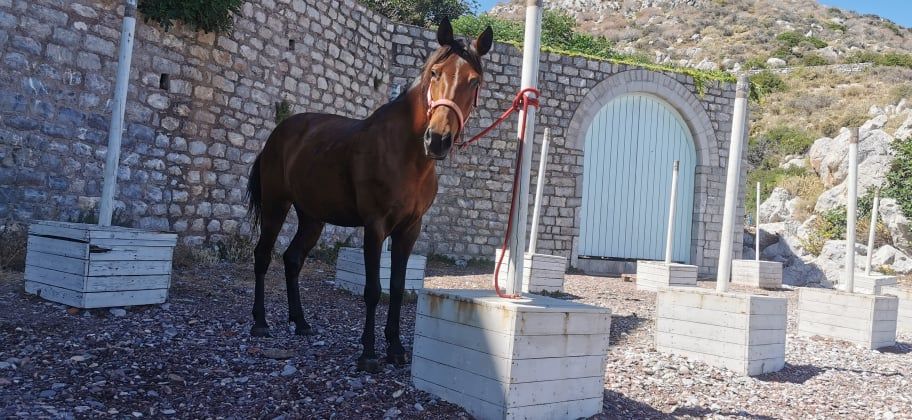 Sera one of the horses you can ride with on a horse trek with Harriet's Hydra Horses on Hydra Island Greece.