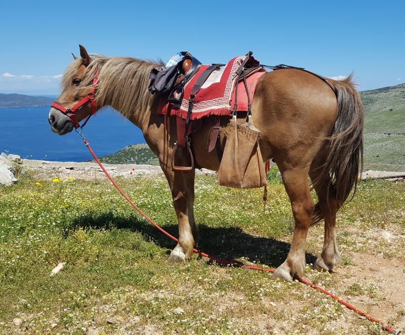 Zeus one of the horses you can ride with on a horse trek with Harriet's Hydra Horses on Hydra Island Greece.