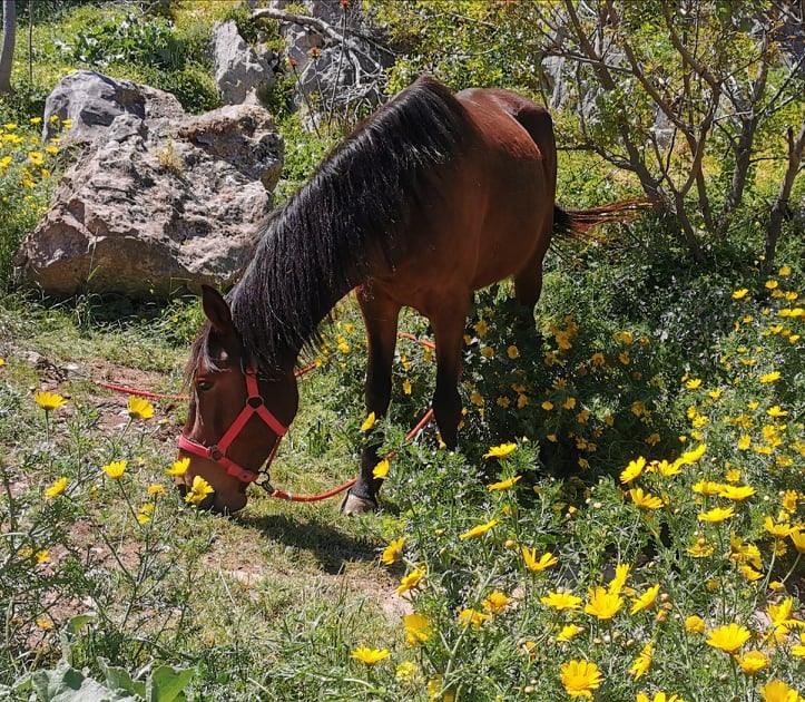 Sera one of the horses you can ride with on a horse trek with Harriet's Hydra Horses on Hydra Island Greece.