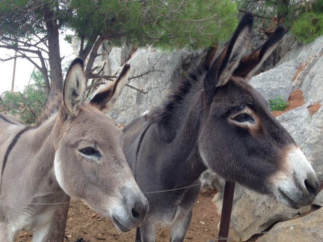 Donkeys Working equines on Hydra Island Greece