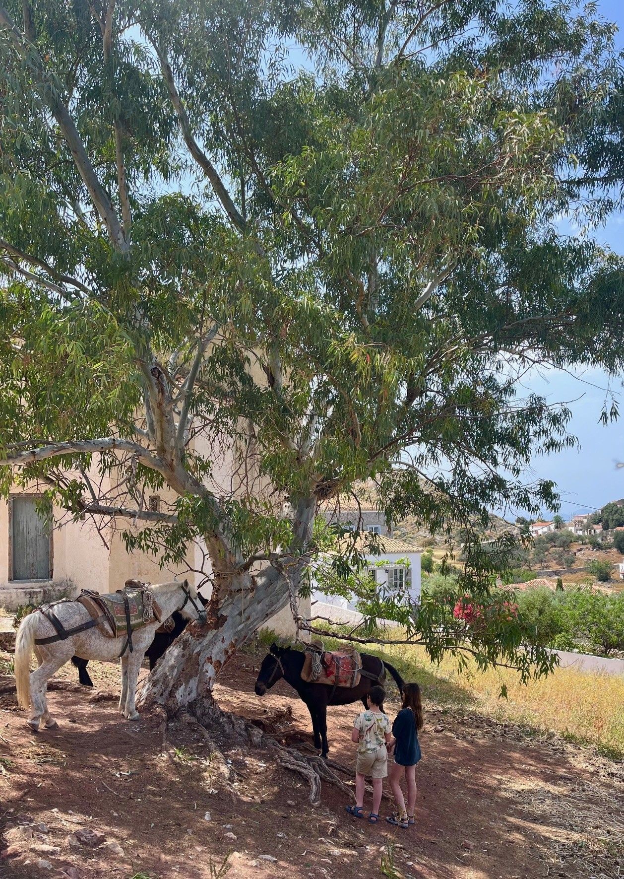 Analypsi House for holiday rentals on Hydra Island Greece. Perfect countryside house for a couple to enjoy wonderful scenery and views.