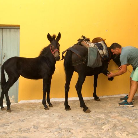 Mules, donkeys and horses on Hydra Island Greece, how to get to the island and transport options once you are on Hydra.