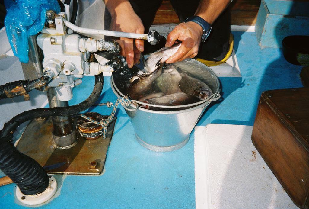 Hydra Fishing Trips with Dimitris on Hydra island Greece.
