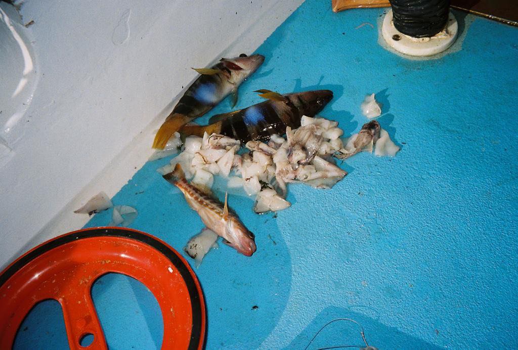 Hydra Fishing Trips with Dimitris on Hydra island Greece.