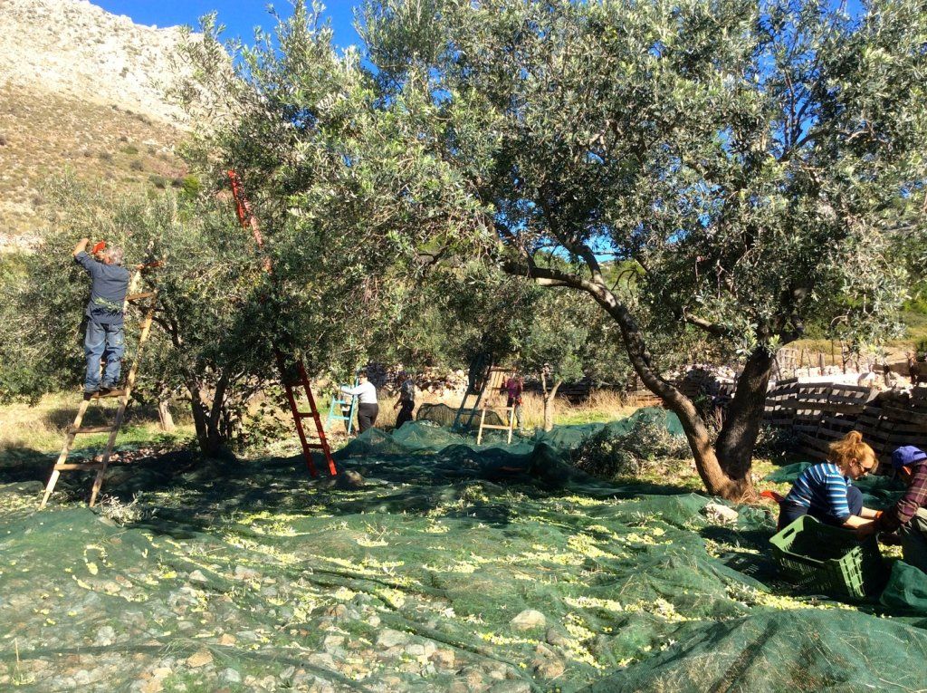 Olive harvest and production at Palamida on  Hydra Island Greece.