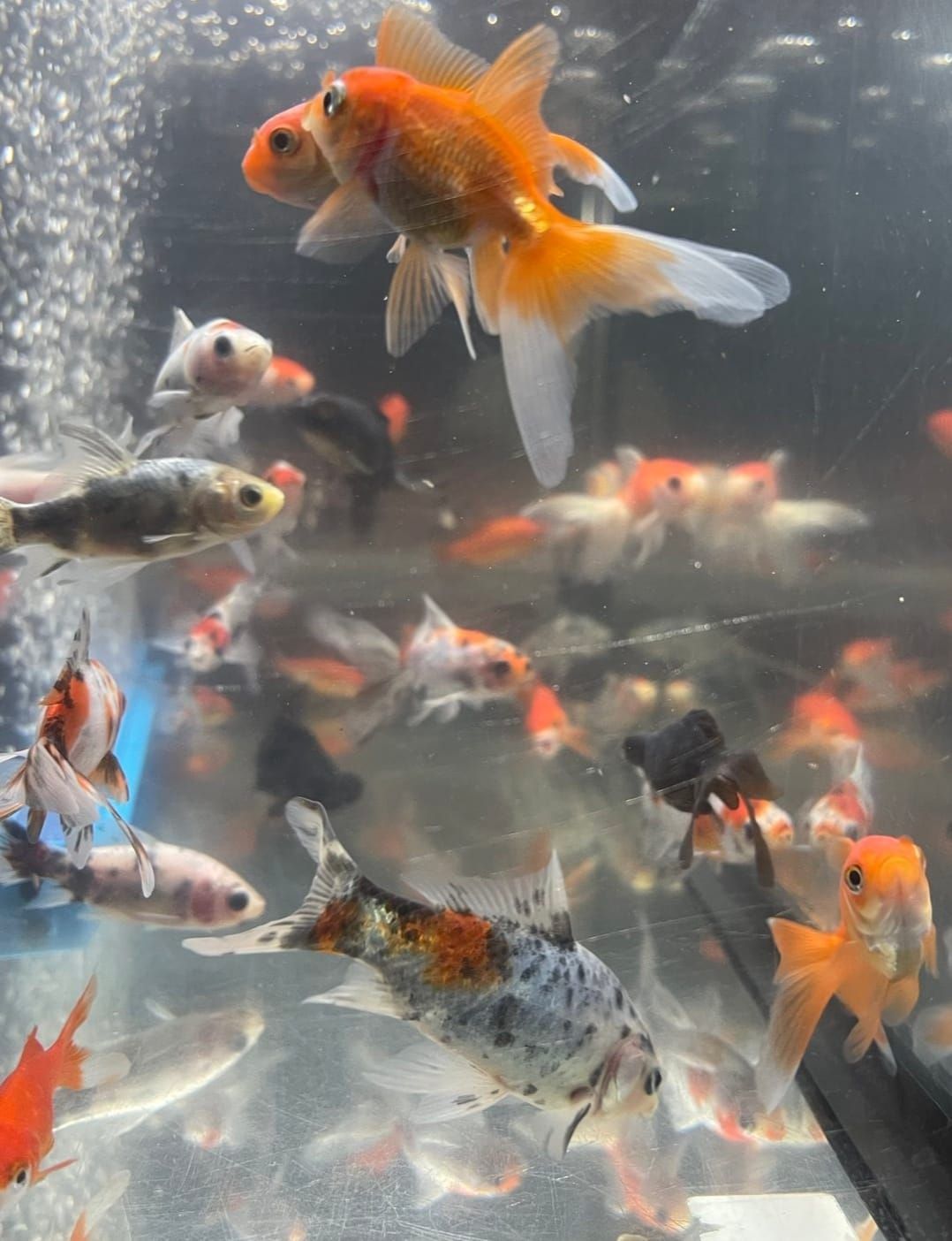 Lanaras Pet Area, pet shop on Hydra Island Greece