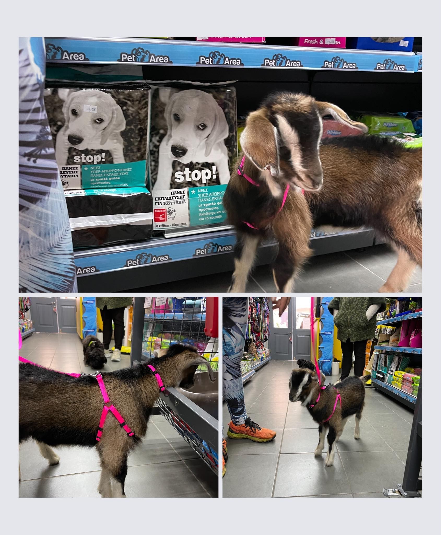Lanaras Pet Area, pet shop on Hydra Island Greece