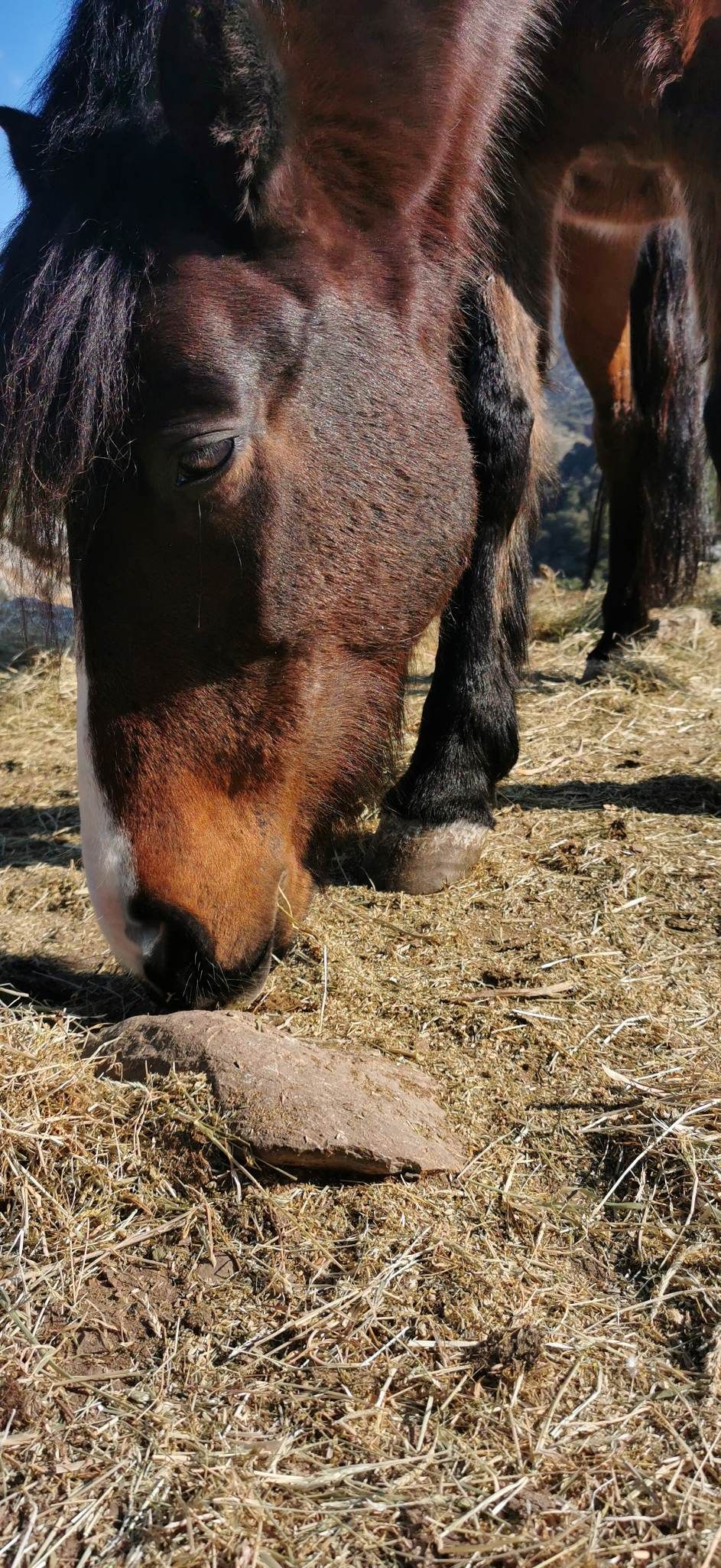 Aphrodite and Aris two of the trekking horses you will meet with Harriet's Hydra Horses on Hydra Island Greece.
