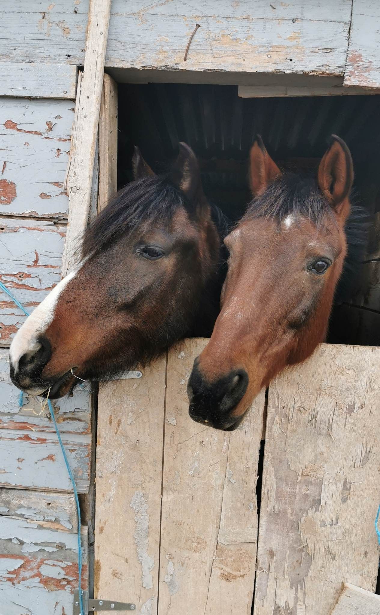 Aphrodite and Aris two of the trekking horses you will meet with Harriet's Hydra Horses on Hydra Island Greece.