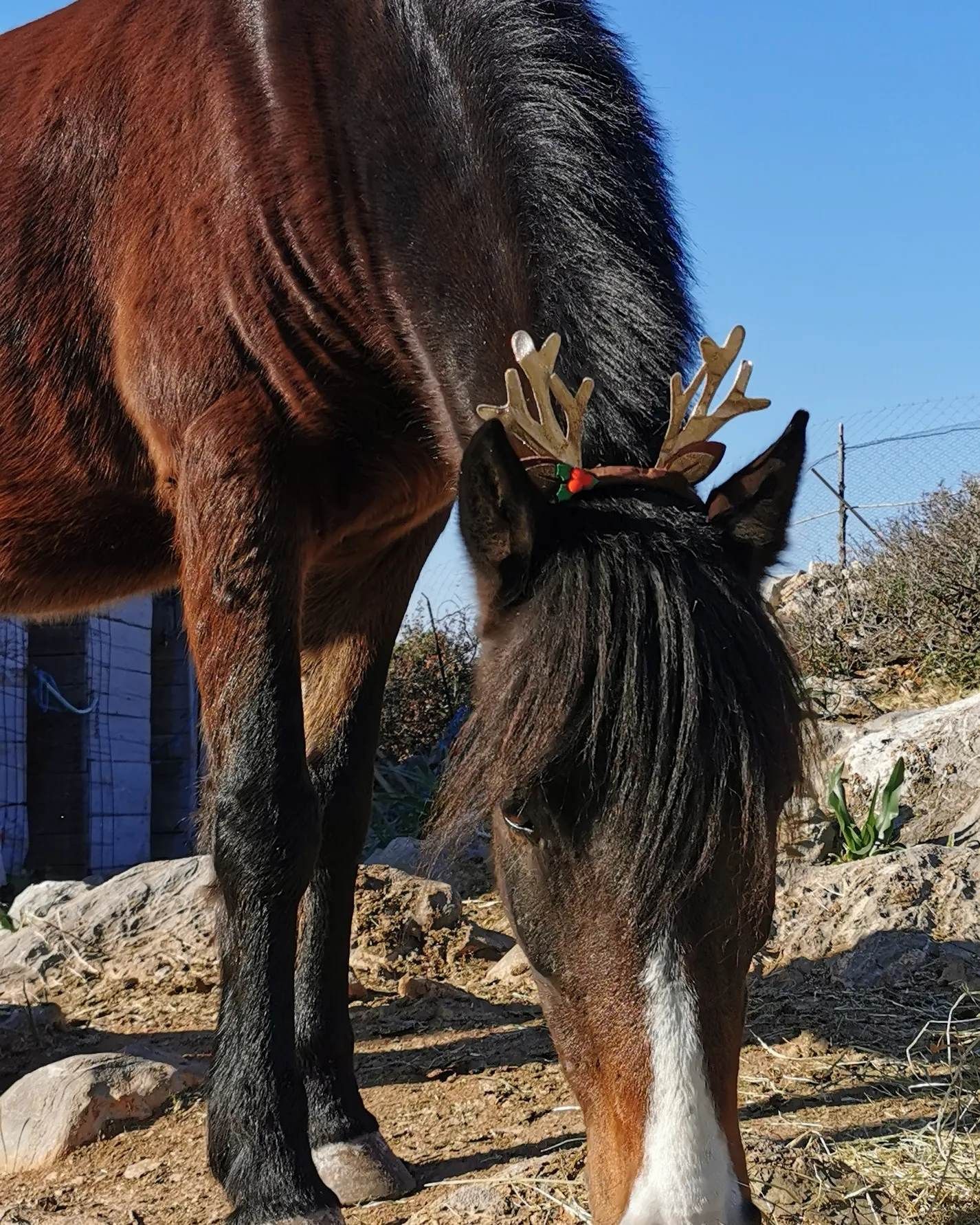 Aphrodite and Aris two of the trekking horses you will meet with Harriet's Hydra Horses on Hydra Island Greece.