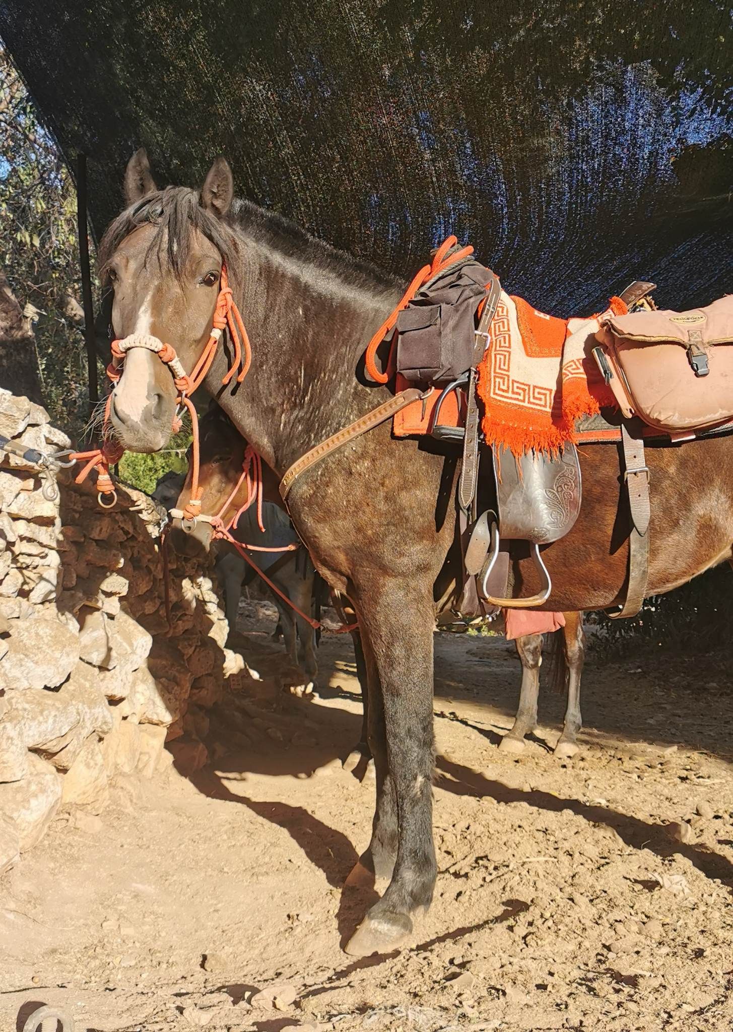 Aphrodite and Aris two of the trekking horses you will meet with Harriet's Hydra Horses on Hydra Island Greece.