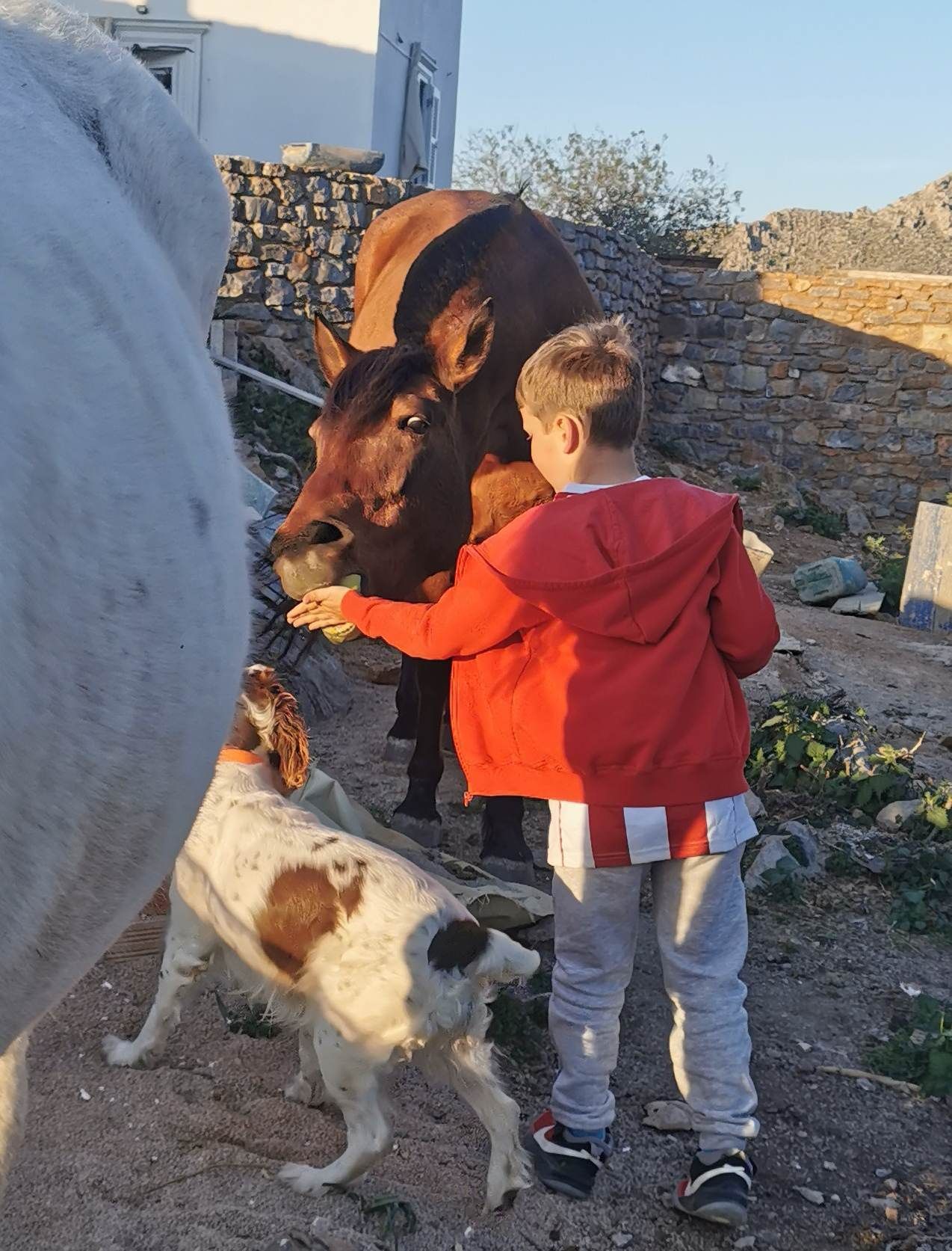 Anastasis joins Mum's team at Harriets Hydra Horses on Hydra Island Greece.