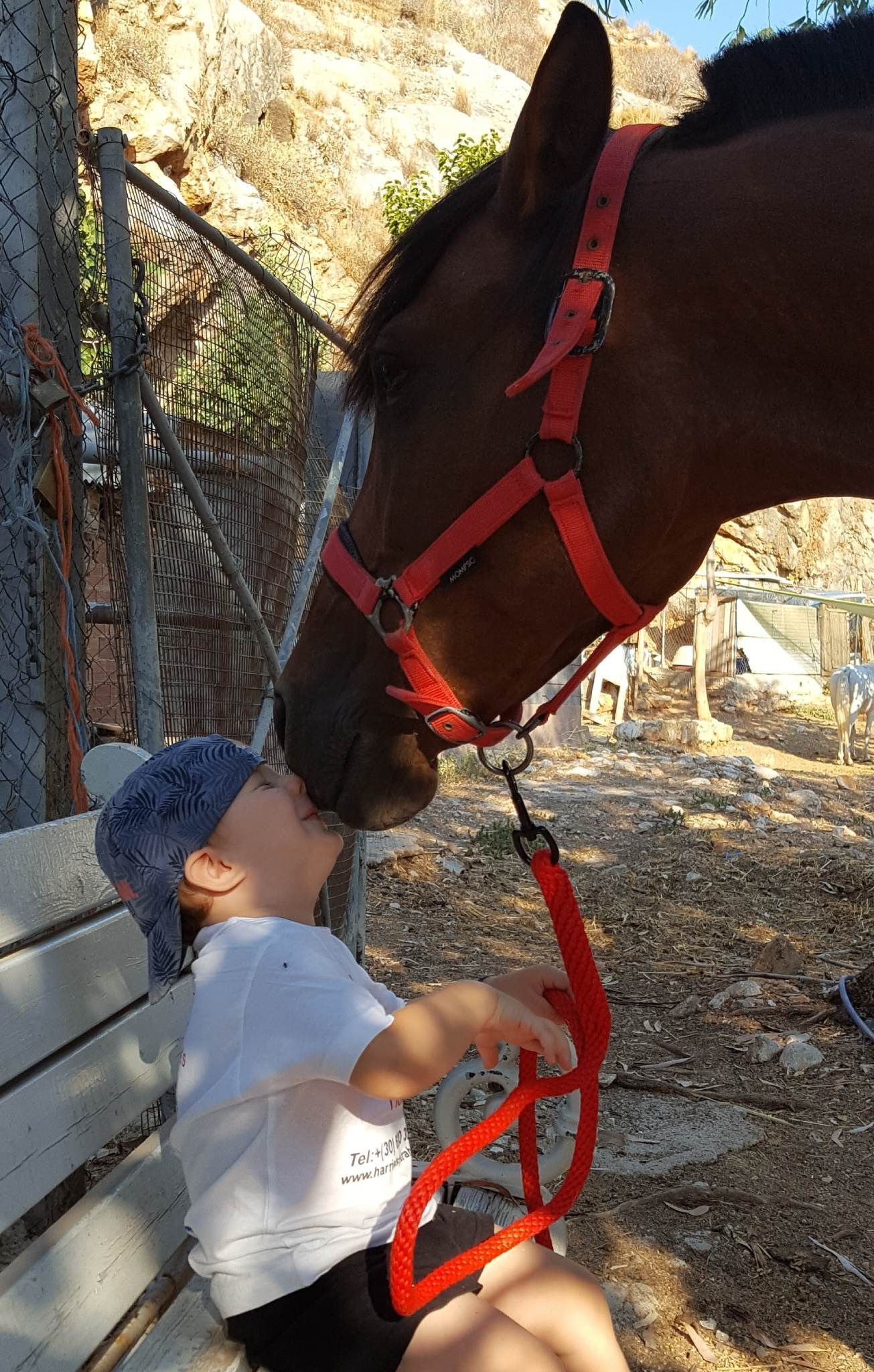 Anastasis joins Mum's team at Harriets Hydra Horses on Hydra Island Greece.