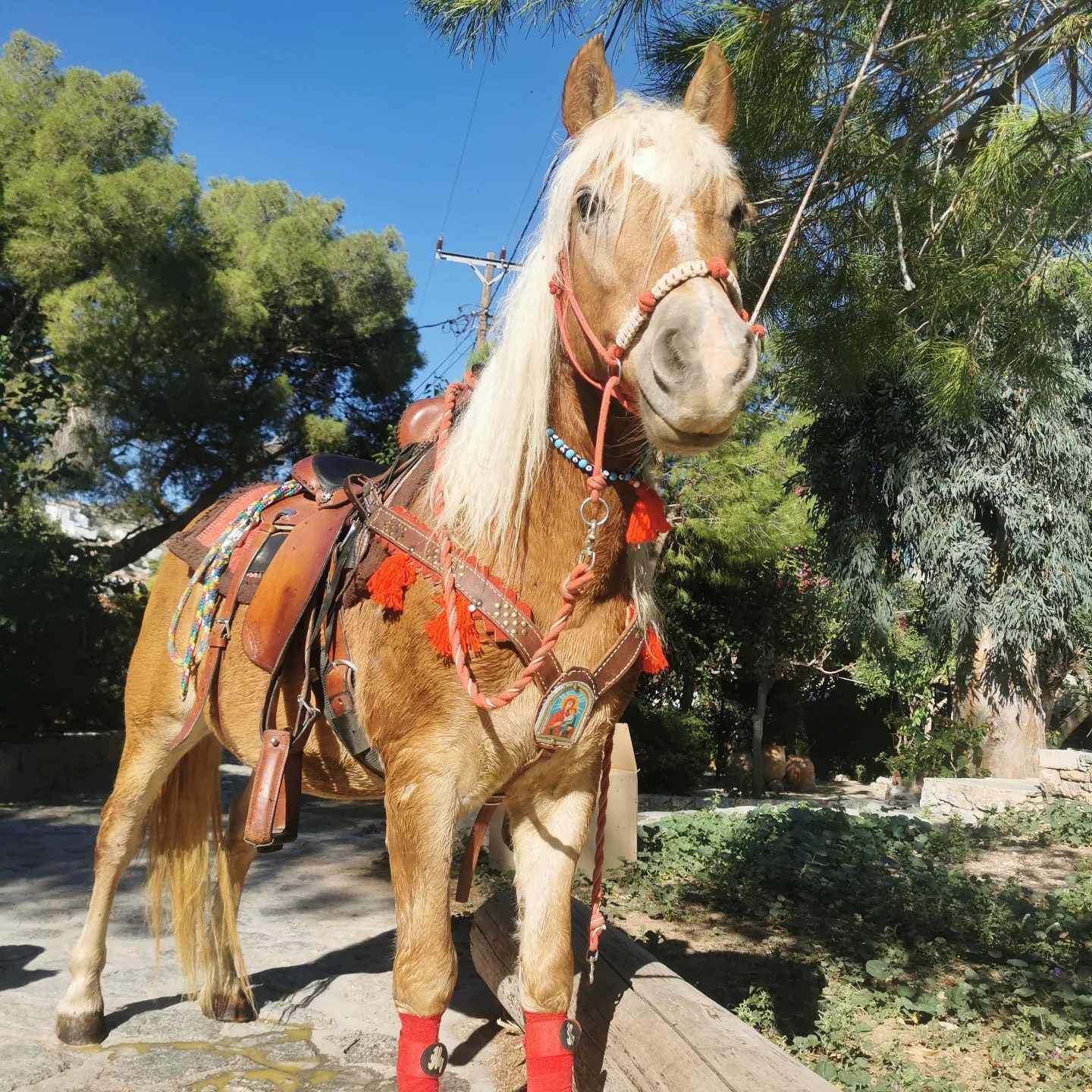 Zeus was born in 2013 and stand at 1.40 meters.