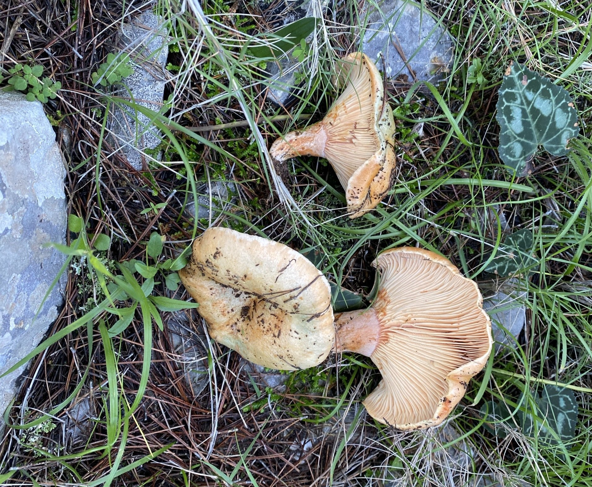 The right type of mushrooms you can pick on Hydra Island Greece.