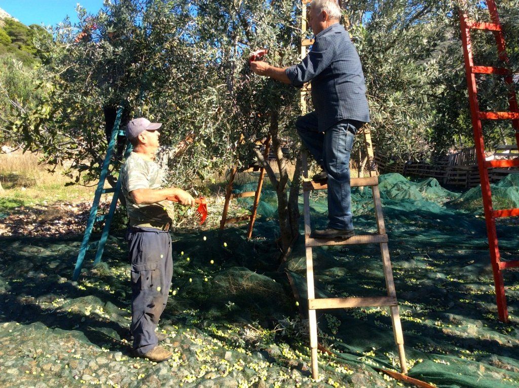 Olive harvest and production at Palamida on Hydra Island Greece.