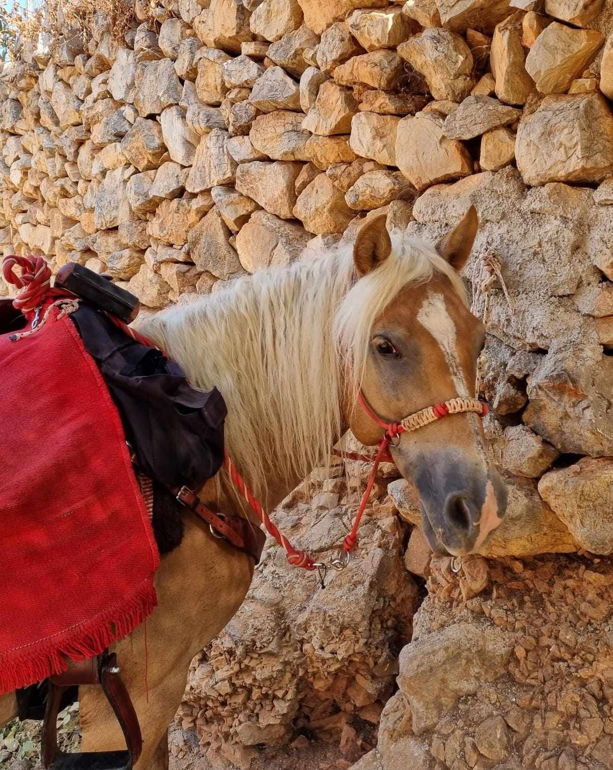 Louis of Harriet's Hydra Horses - horse treks on Hydra Island Greece