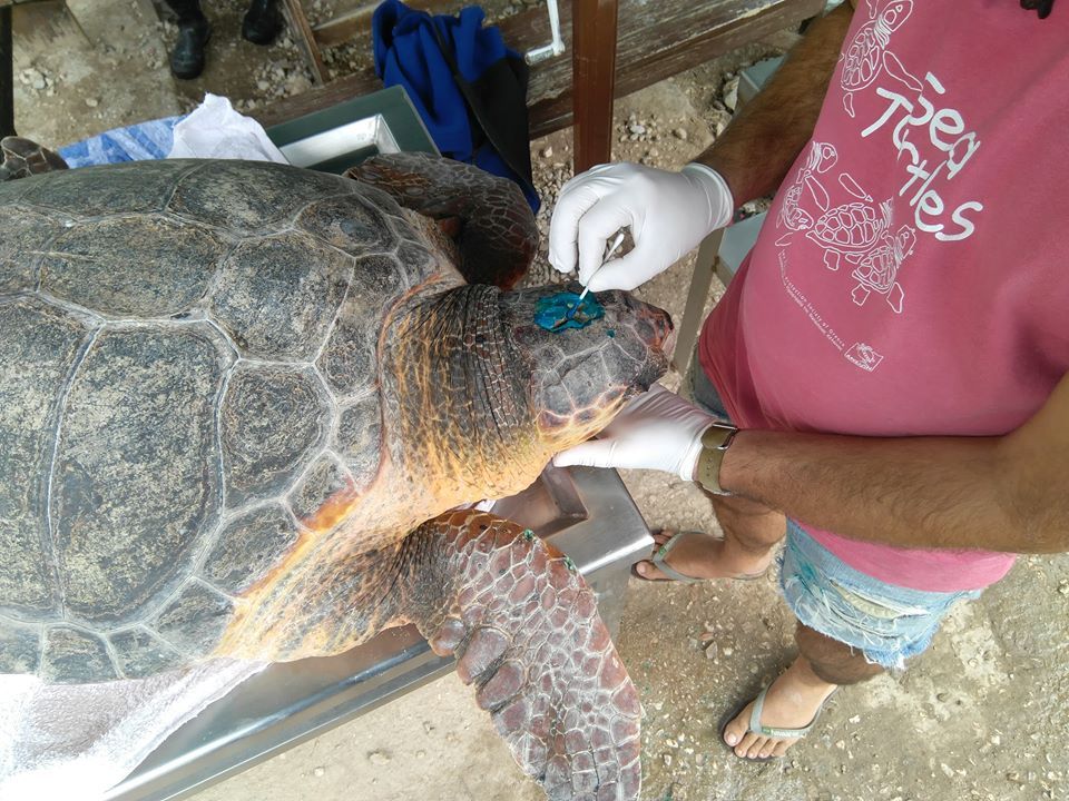 Meliti the sea turtle having medical treatment after being rescued off Hydra Island