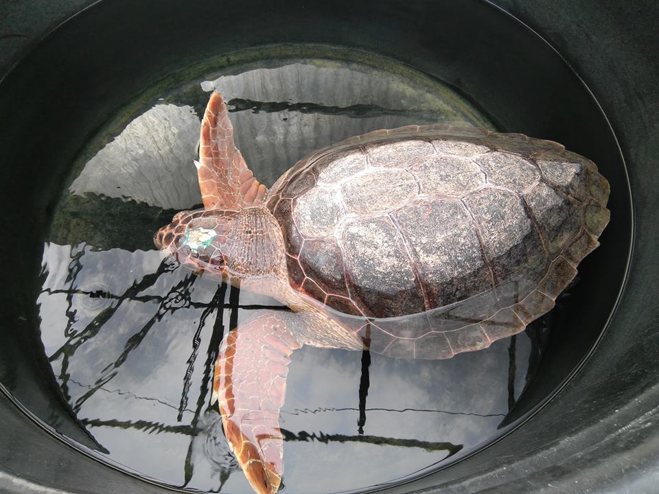 Meliti the sea turtle (Caretta Caretta) receiving care at the Archelon sea life rescue centre in Glyfada.