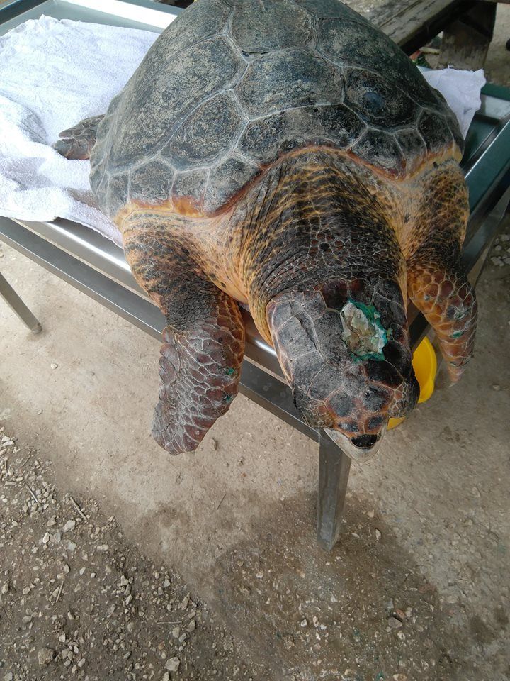 Meliti the sea turtle (Caretta Caretta) receiving care at the Archelon sea life rescue centre in Glyfada.