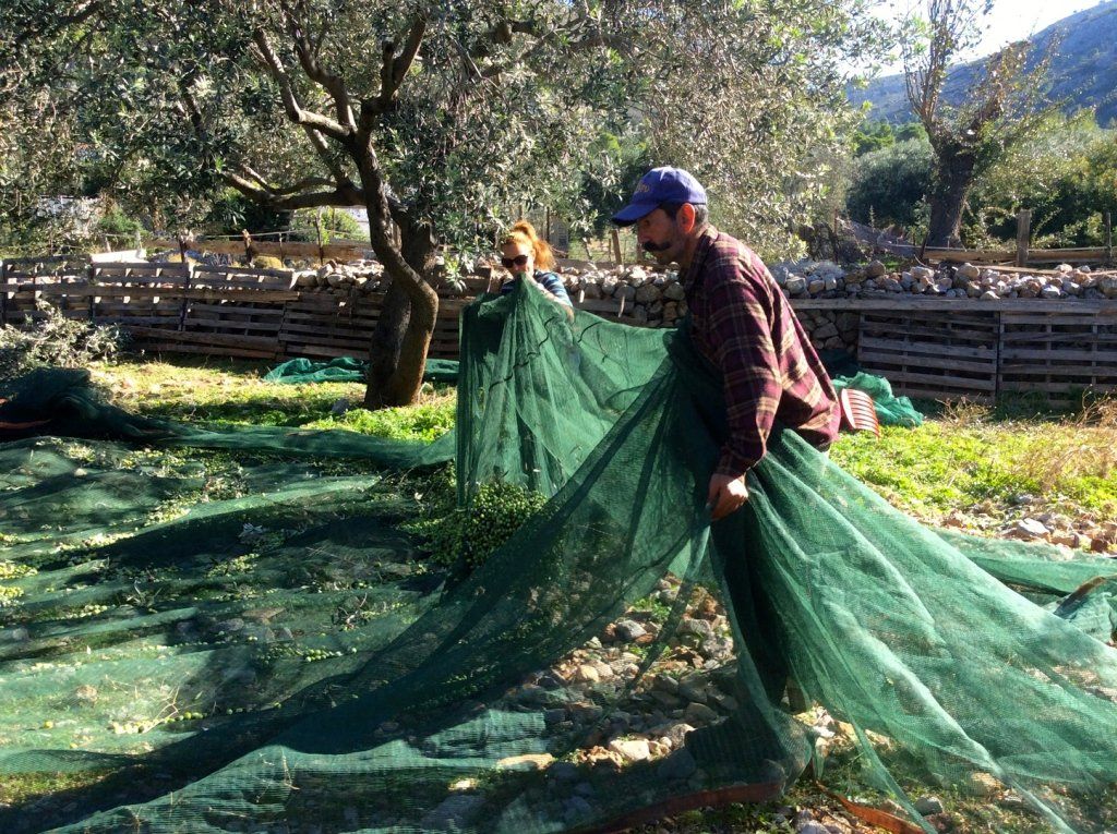 Olive harvest and production at Palamida on  Hydra Island Greece.