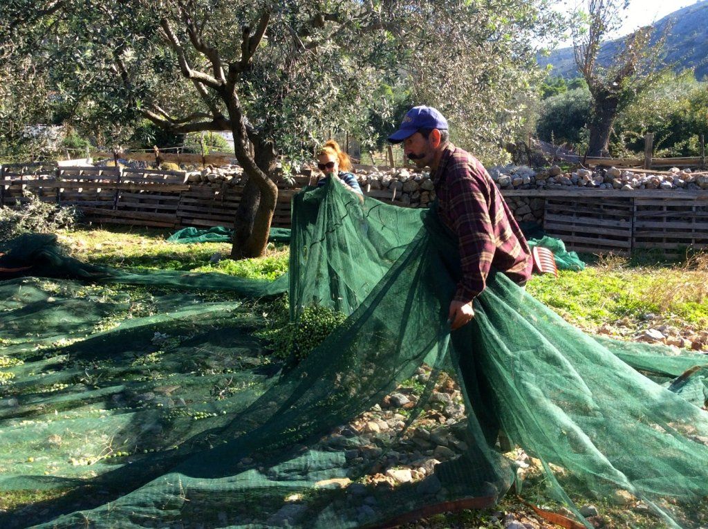 Olive harvest and production at Palamida on Hydra Island Greece.