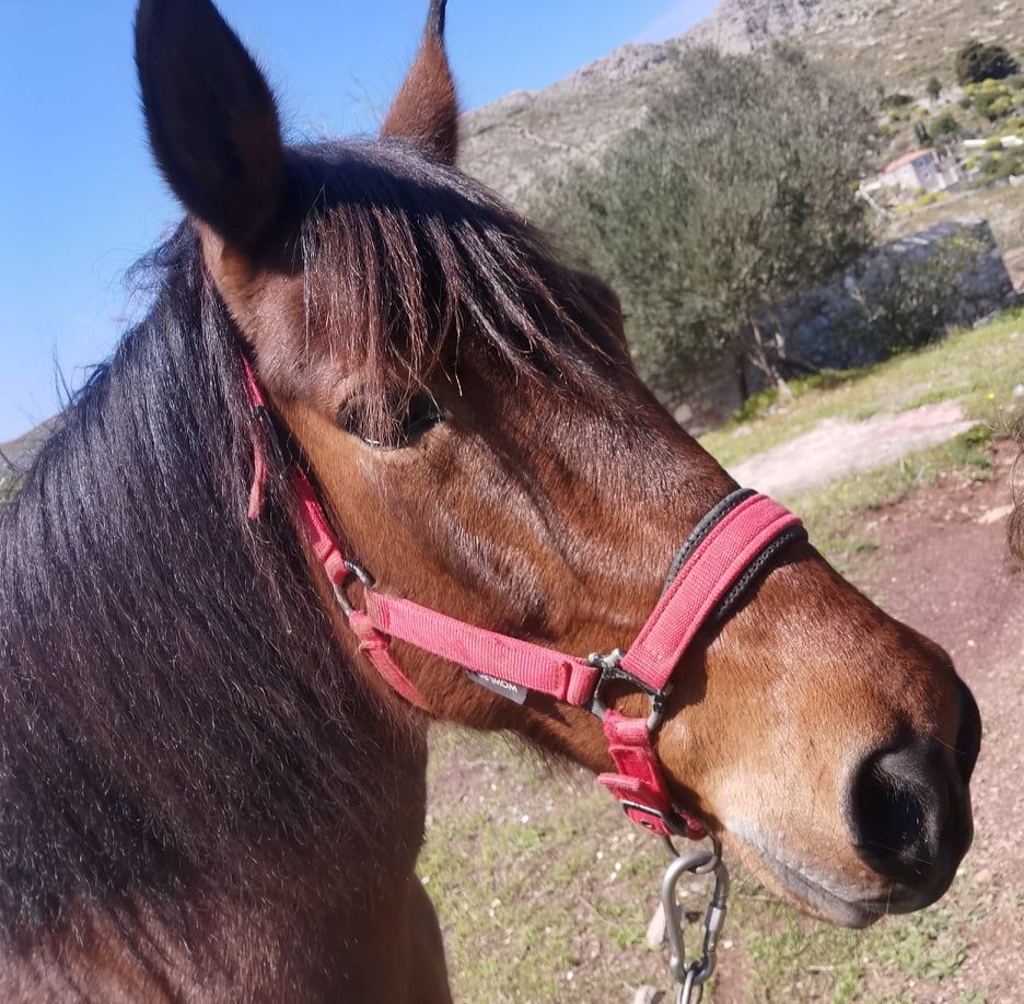Sera one of the horses you can ride with on a horse trek with Harriet's Hydra Horses on Hydra Island Greece.