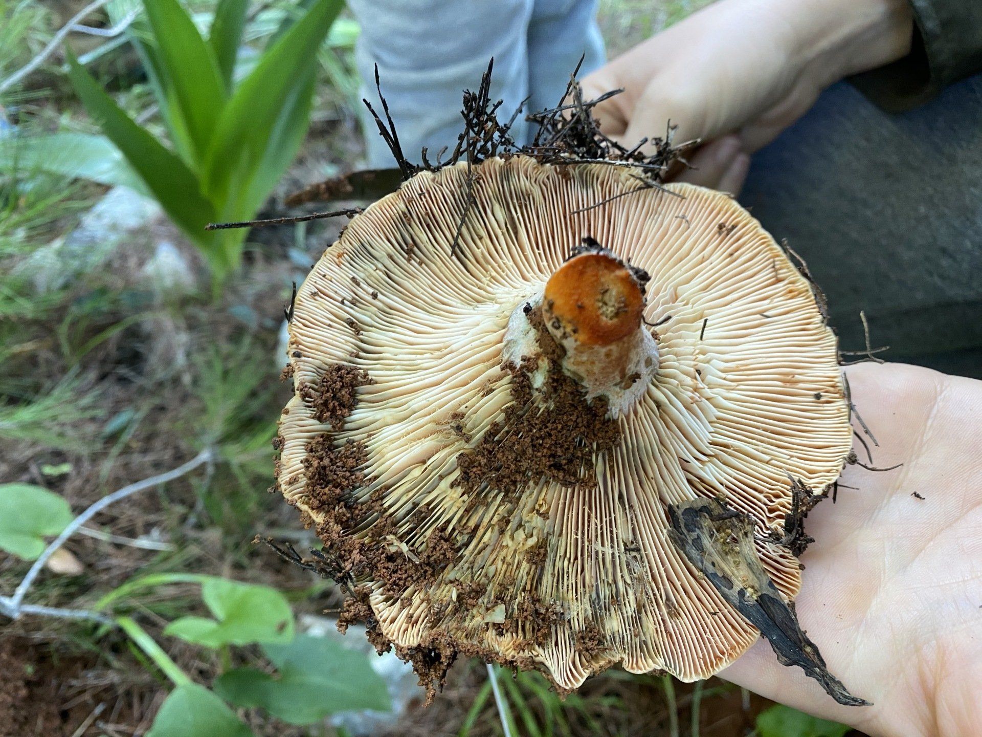Identifying edible mushrooms on Hydra Island Greece - mushrooming with Kelsey Edwards of Hydradirect.