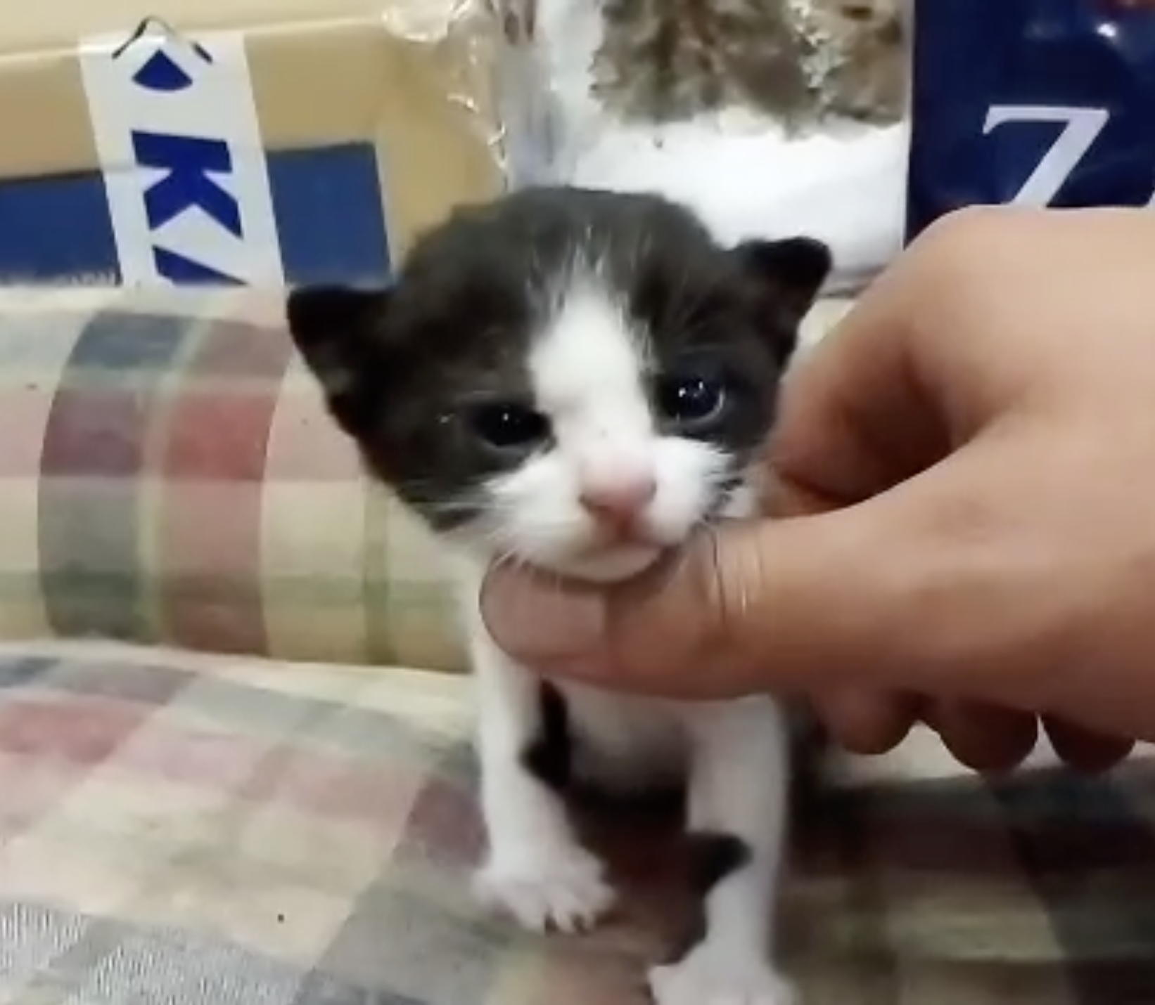 George Rabias Petshop on the Greek Island of Hydra.