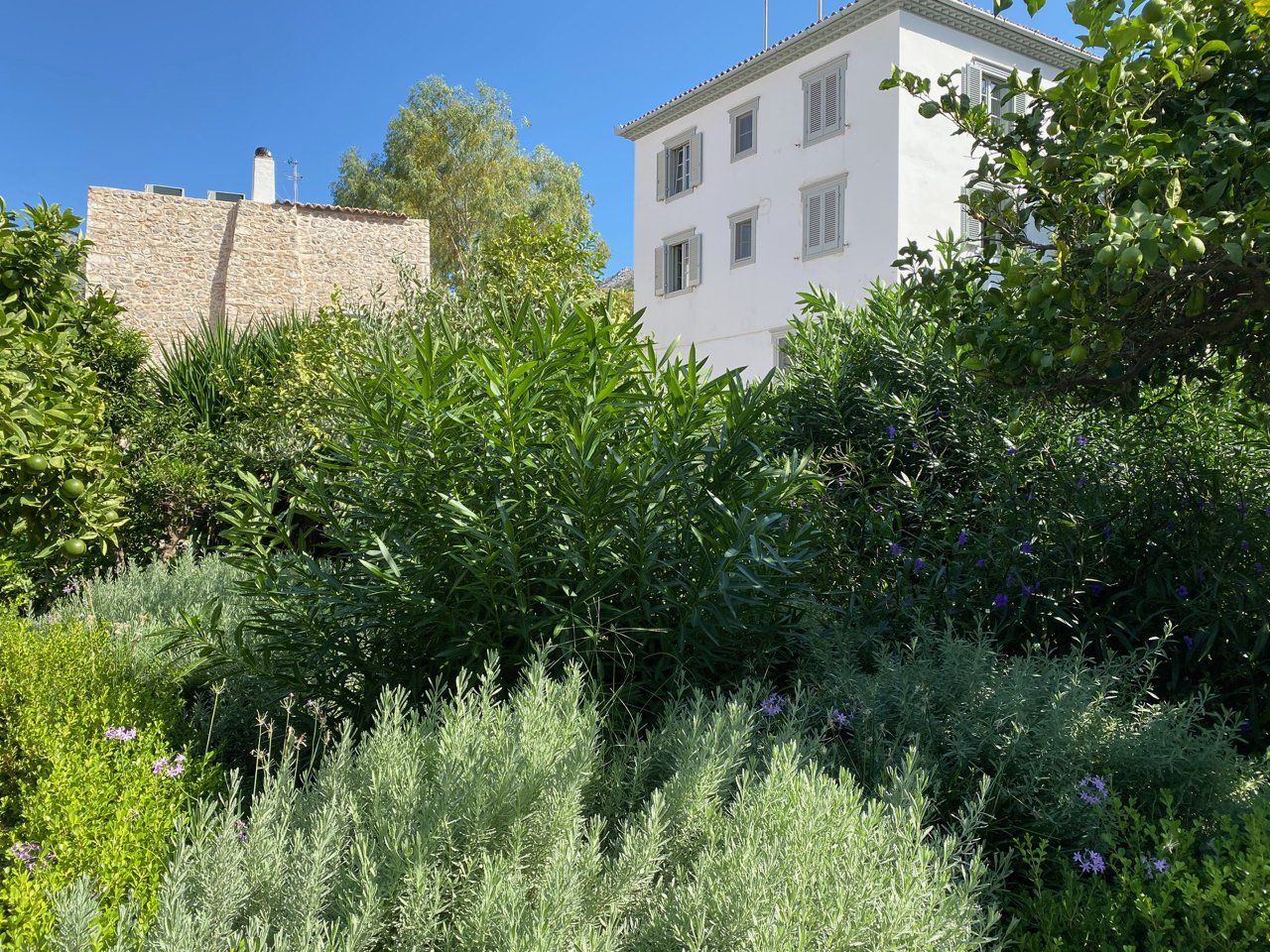 The artists' garden on Hydra Island Greece.
