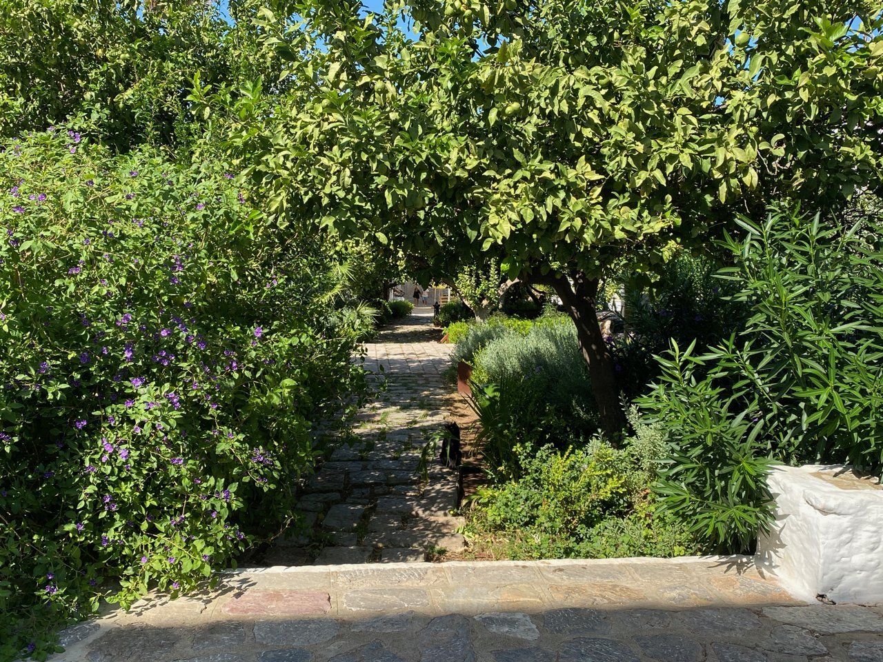 The artists' garden on Hydra Island Greece.