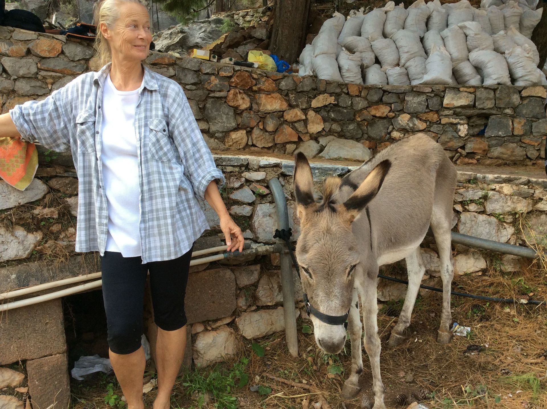 GAWF Equine Vets visit Hydra Island Greece for their annual check up of the island horses, mules and donkeys.