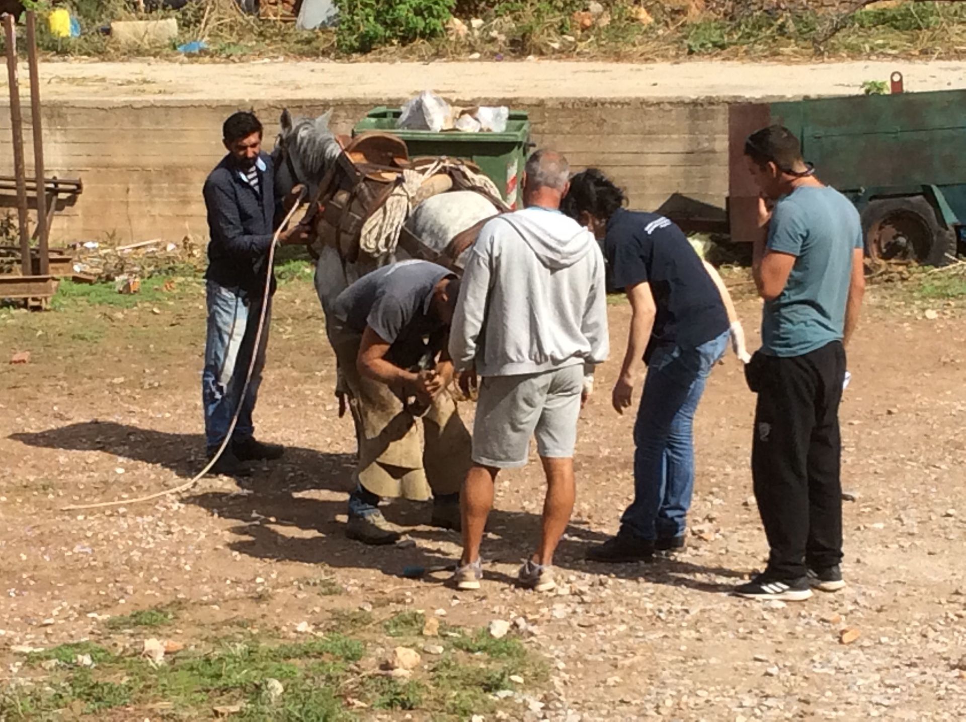 GAWF Equine Vets visit Hydra Island Greece for their annual check up of the island horses, mules and donkeys.
