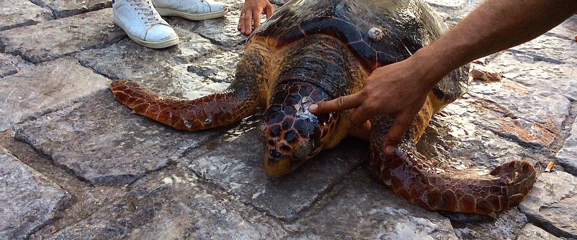 Caretta Caretta Loggerhead Sea Turtle Injured and Rescued in Hydra Harbour