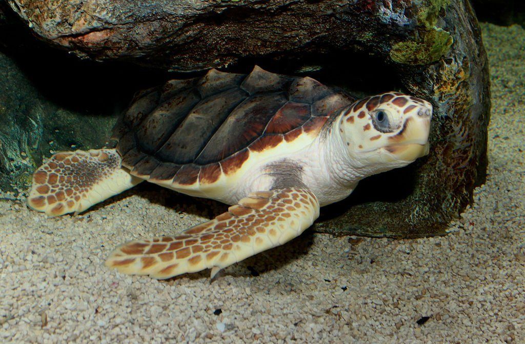 Resting Sea Turtle - image copyright Brian Gratwicke - Loggerhead Sea Turtle (Caretta caretta)
