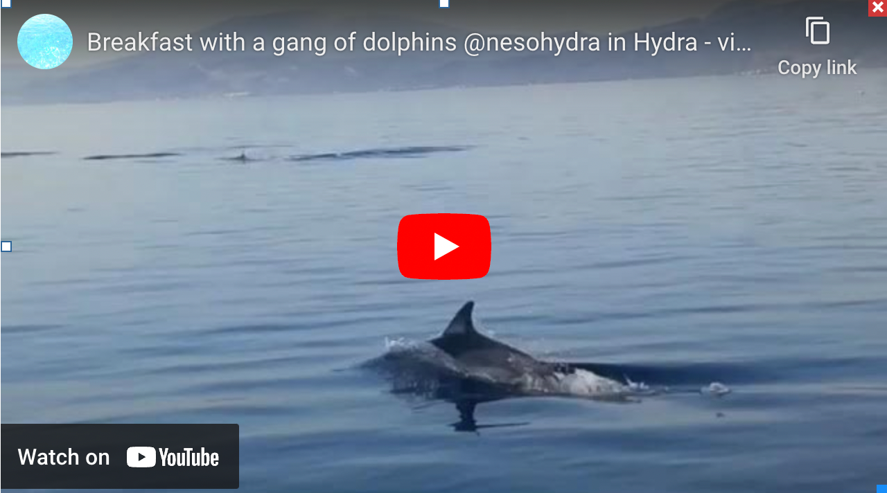 Dolphins swimming off Hydra Island Greece