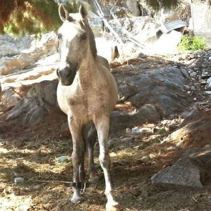 Melina - Horse treks on Hydra Island Greece with Harriet Jarman of Harrie's Hydra Horses