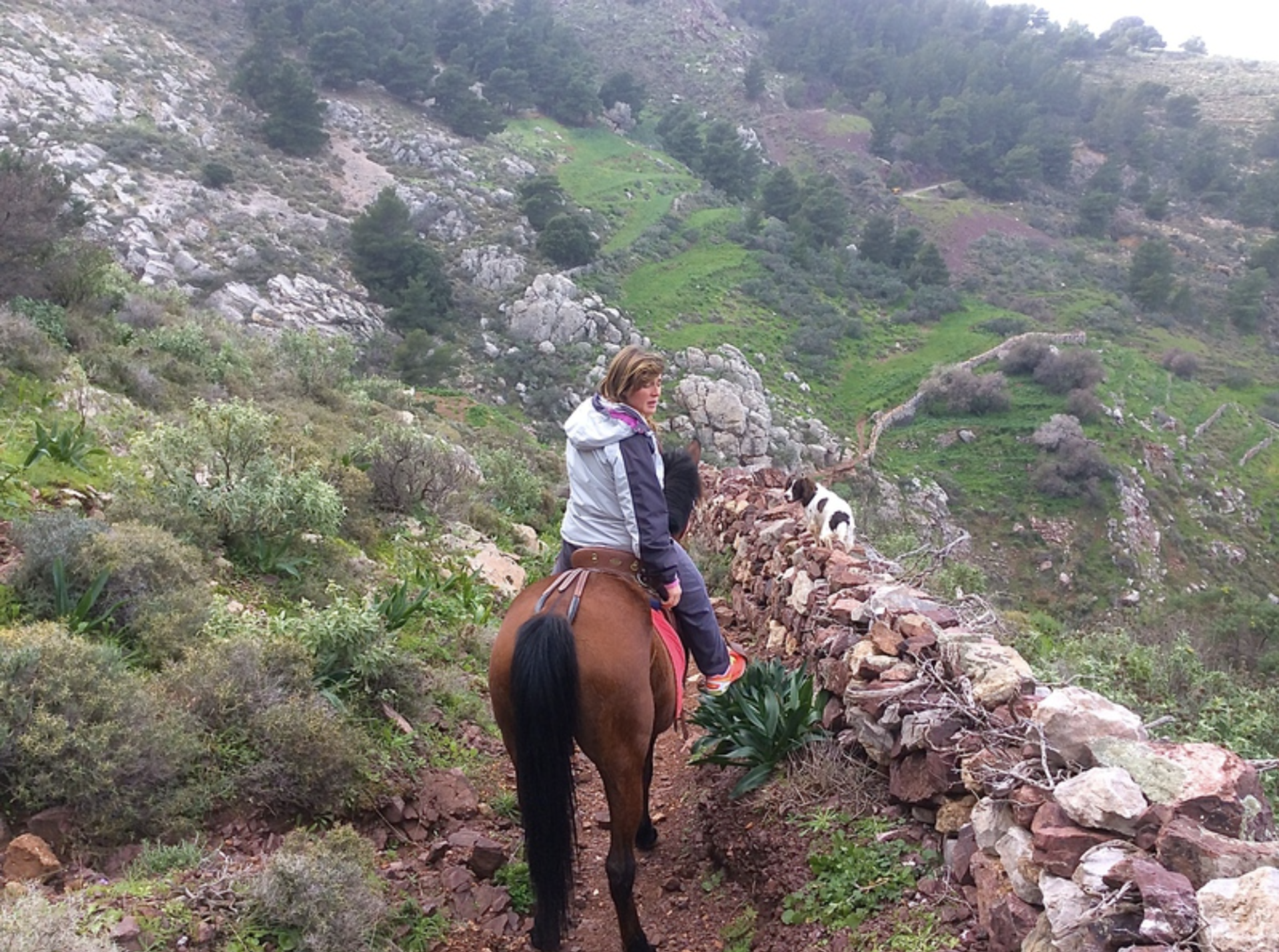 Harriet's Hydra Horses Pevges Trek on Hydra Island Greece