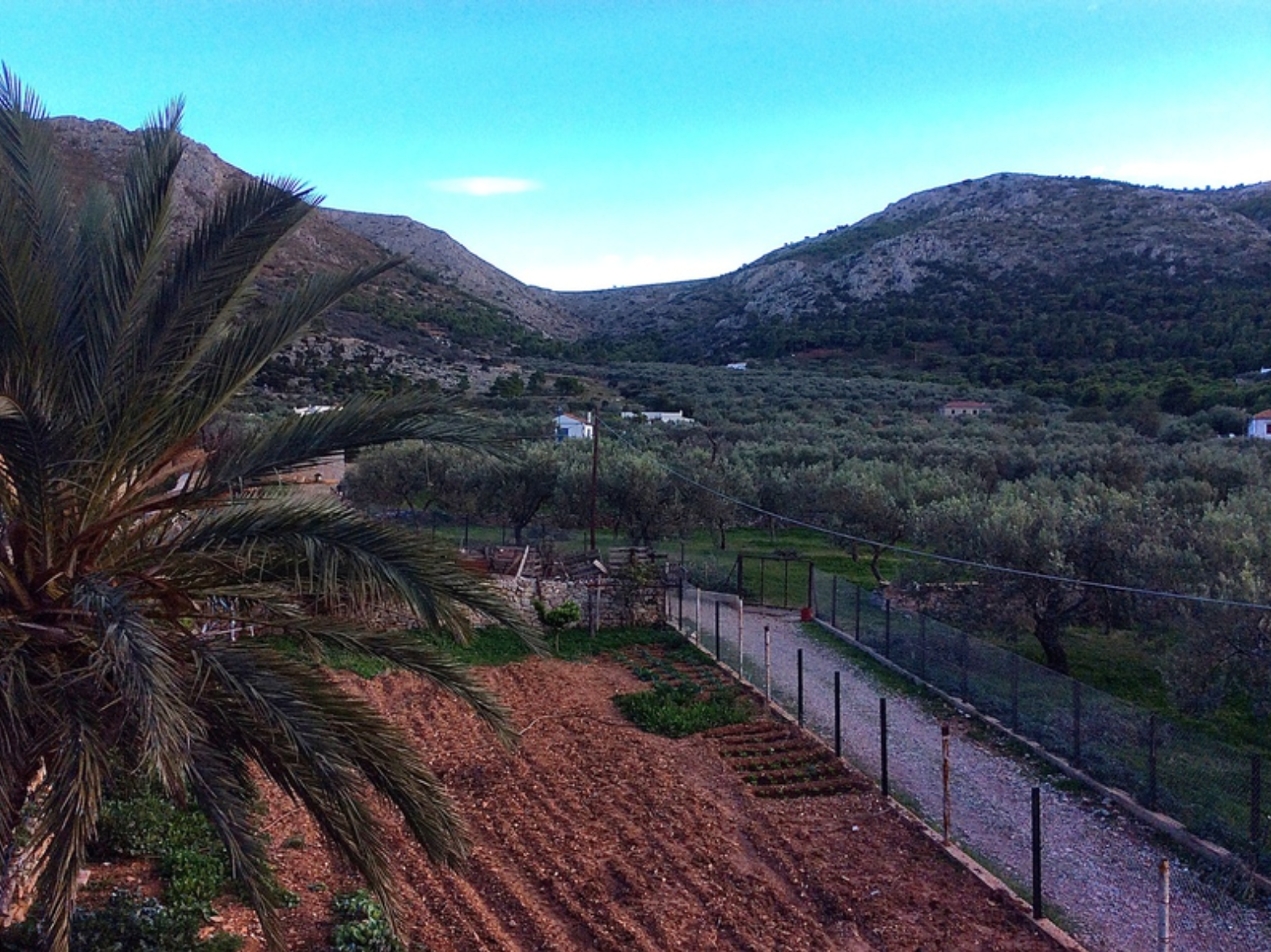Olive harvest and production at Palamida on Hydra Island Greece.