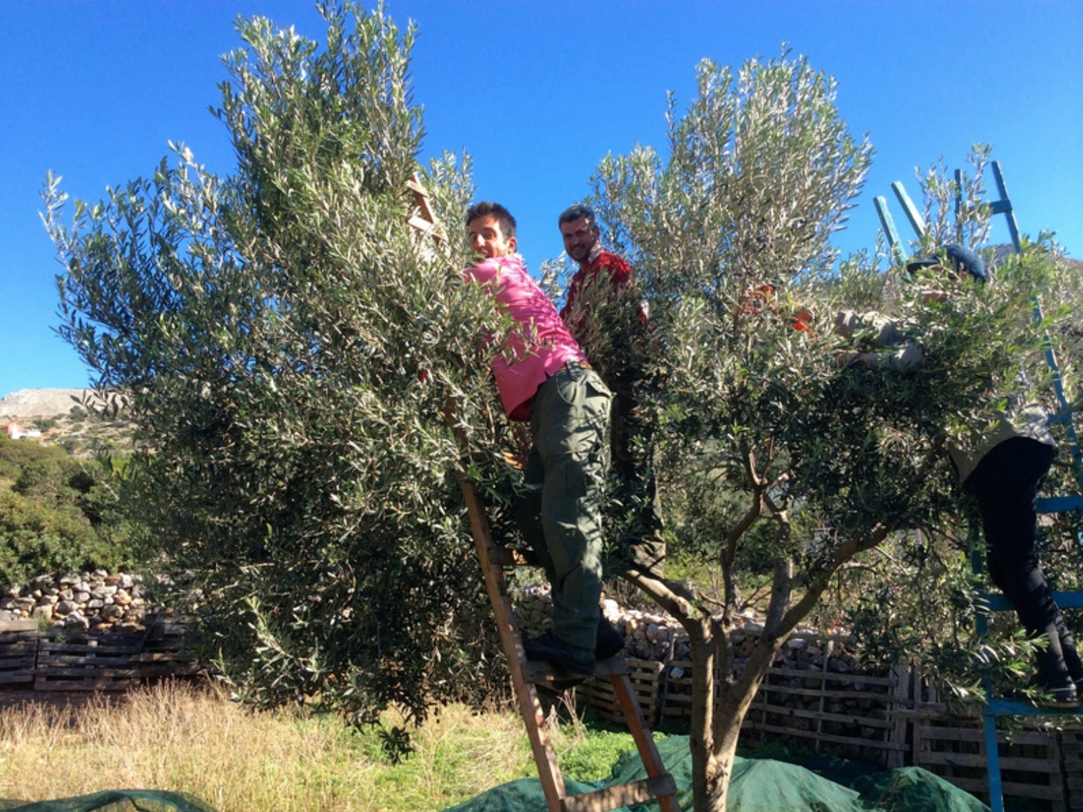 Olive harvest and production at Palamida on Hydra Island Greece.