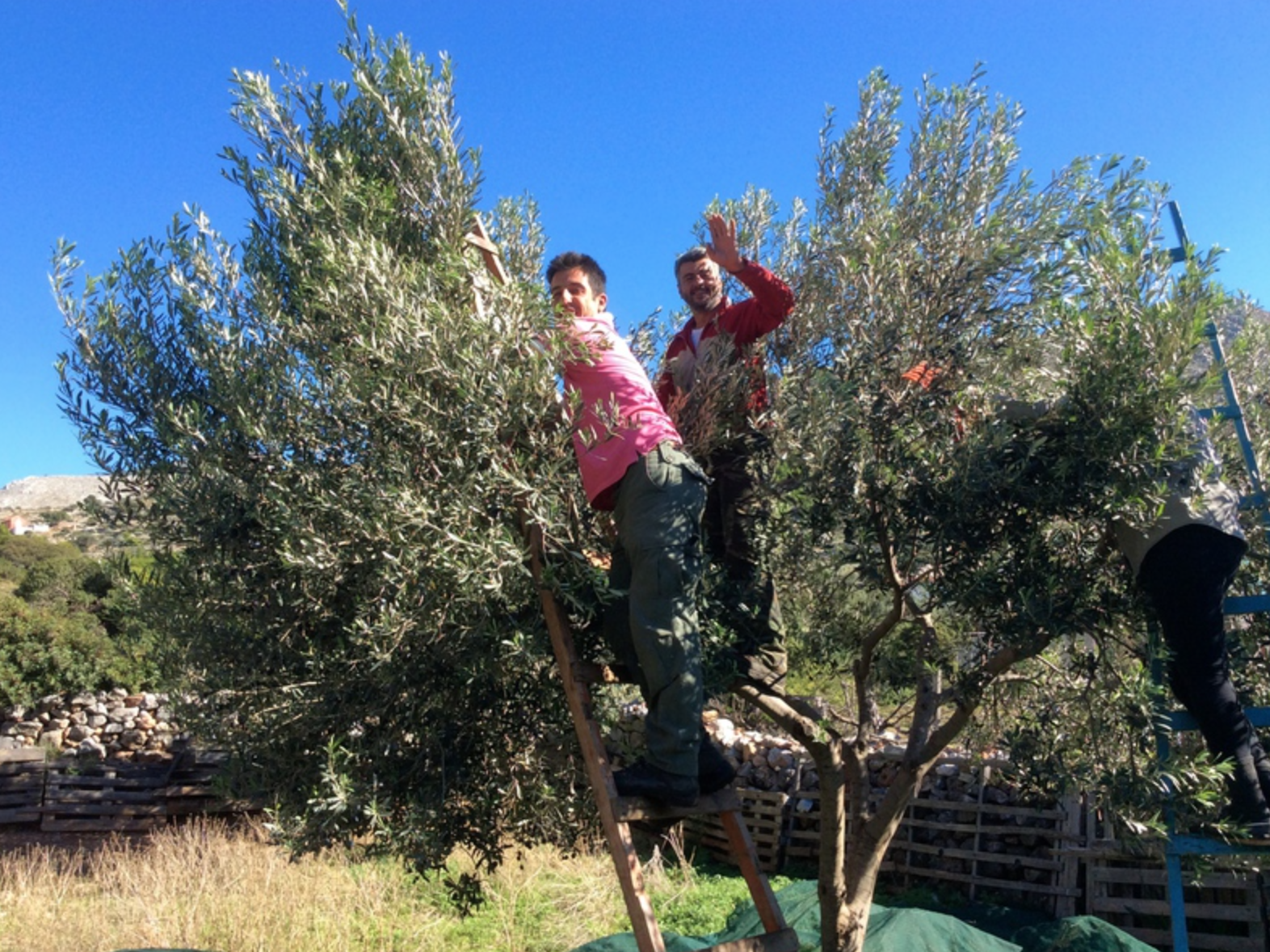 Olive harvest and production at Palamida on Hydra Island Greece.